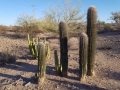 Carnegiea gigantea and Lophocereus schottii (on the back at left)