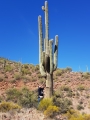 Carnegiea gigantea,  Roosvelt Lake, Arizona, Usa.