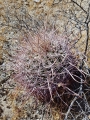 Ferocactus acanthodes var albispinus, Borrego Springs, California, USA.