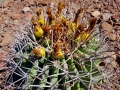 Ferocactus emory, fruiting habit.