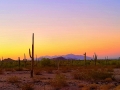 Carnegia gigantea at Organ Pipe Cactus National Monument