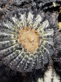 Copiapoa tenebrosa, Chile, Jannuary 2018