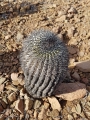 Copiapoa melanohystrix, Chile Jannuary 2018.