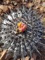 Copiapoa melanohystrix, Chile Jannuary 2018.