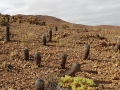 Copiapoa melanohystrix, Chile Jannuary 2018.