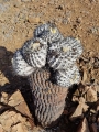 Copiapoa melanohystrix, Chile Jannuary 2018.