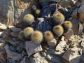 Copiapoa serpentisulcata, Chile, January 2018.