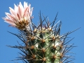 Rebutialand cactus collection Demjén, Hungary.