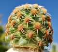 Dark areoles type at at Rebutialand cactus collection Demjén, Hungary.