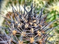 Habit at Rebutialand cactus collection Demjén, Hungary.