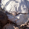 Young specimens growing in the rocks (Queretaro,  Mexico)