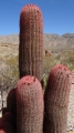 Columnar habit. Mexico.