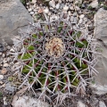 A purple banded specimen. Mexico.