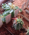 The first spines of Euphorbia stellispina seedling.