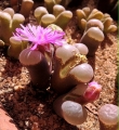 Red Ophthalmophyllum with red flower