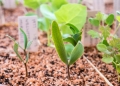 16 day old seedlings of Welwitschia mirabilis