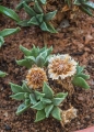 Capsules opened after rain.