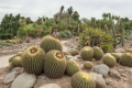 From panchkula cactus garden.Dedicated worker in the garden.