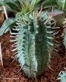 Two years old seedlings