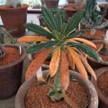 Dorstenia gigas in change over season.