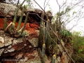 Growing habit at Cerro Corá, Paraguay.