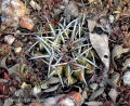 Discocactus silicicola, Mato Grosso do Sul, Brasil.