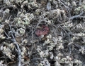 Gymnocalycium damsii, Mato Grosso do Sul, Brasil.