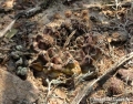 Gymnocalycium damsii, Mato Grosso do Sul, Brasil.