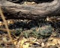 Mato Grosso do Sul, Brasil. The specimens growing in the shade are dark green and have fewer spines.