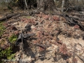 Mato Grosso do Sul, Brasil. Huge colony affected by erosion.