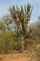 This specimen shows cleary the influence of the Chaco flora.