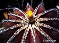 Uebelmannia pectinifera. First bloom.