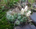 Gymnocalycium fleischerianum, AA 155, S Piribebuy, 132 m, Dep. Cordillera, Paraguay.