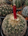 Discocactus araneispinus with fruit.