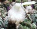 Discocactus buenekeri with fruit.