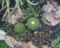 Discocactus hartmannii in the garden under the rain.