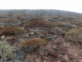 Euphorbia balsamifera. Habitat at Montana Roja, Tenerife