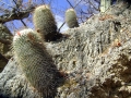 Mammillaria dixanthocentron, Near San Juan De Los Cues, Oaxaca