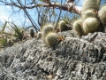 Mammillaria dixanthocentron, Near San Juan De Los Cues, Oaxaca