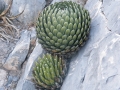 Agave victoria-reginae, Huasteca canyon, Santa Catarina, Monterrey, Nuevo Leon.