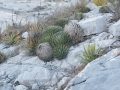 Agave victoria-reginae, Huasteca canyon, Santa Catarina, Monterrey, Nuevo Leon.