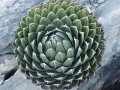 Agave victoria-reginae, Huasteca canyon, Santa Catarina, Monterrey, Nuevo Leon.