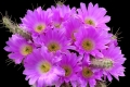 Echinocereus pentalophus (Lady Finger Cactus)