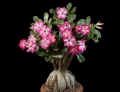 Adenium obesum (Desert Rose)