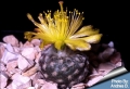 Copiapoa laui at anthesis  This species start flowering when still very small.