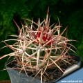 Echinocactus polycephalus, new growing spines.