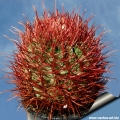 Echinocactus polycephalus. Wet spines.