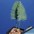 Dioon edule seedling from Santa Rita