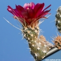 The flowers forms apically at the tip of stems.