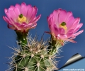 AG11 Jarilla Mts. Flowers are pollinated by hummingbird-attracting, colours: orange, scarlet, and pink to deep crimson.